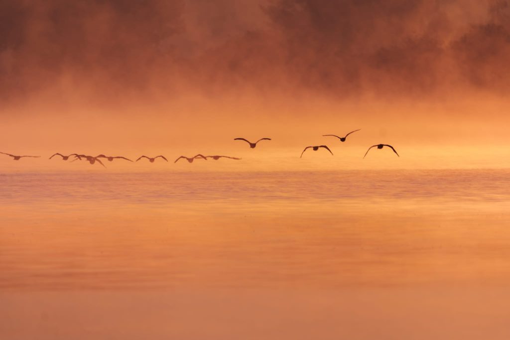 Wildgänse am Altmühlsee