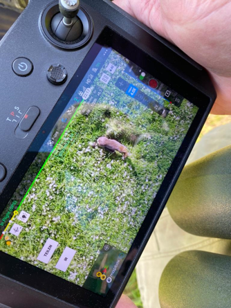 Rehkitz im Wärmebild der Drohne