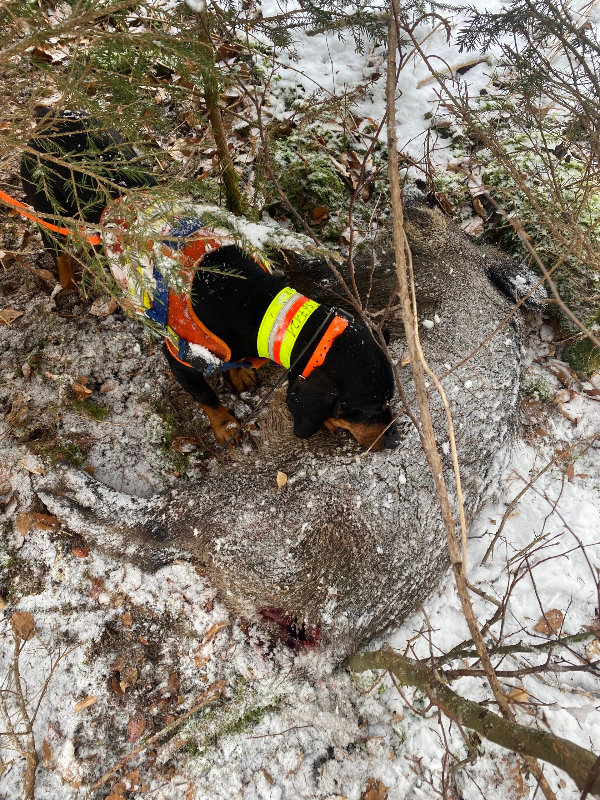 Nachsuchehund bei der Arbeit